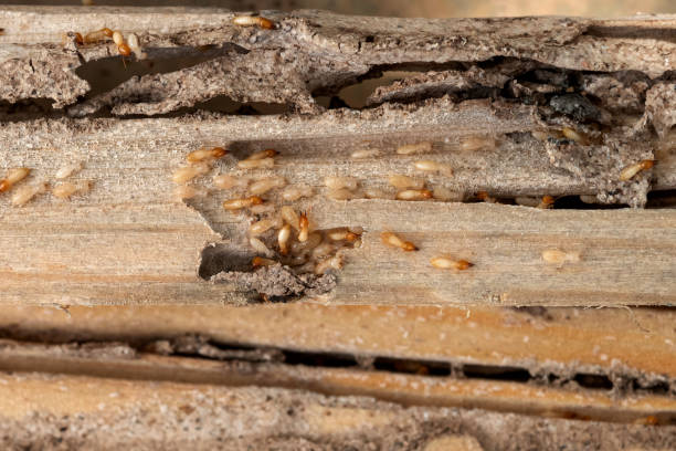Best Local Pest Control Services  in Slater, IA